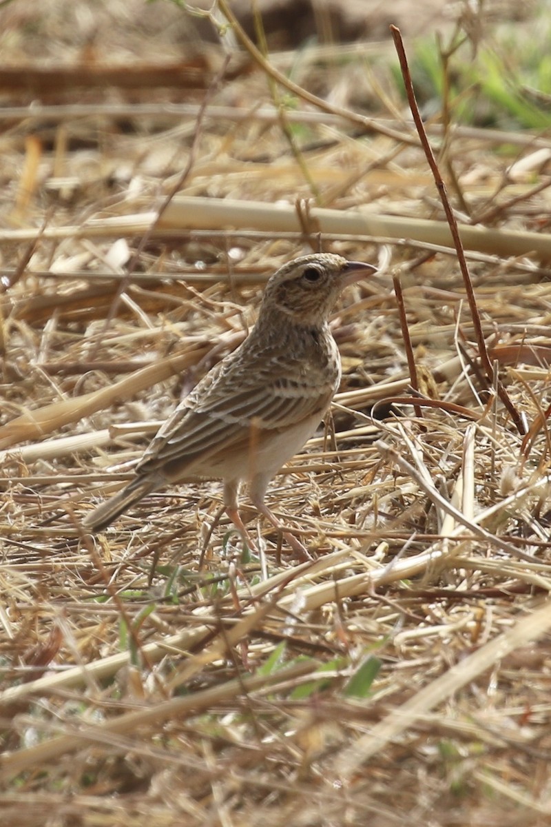 Singing Bushlark - ML644794098