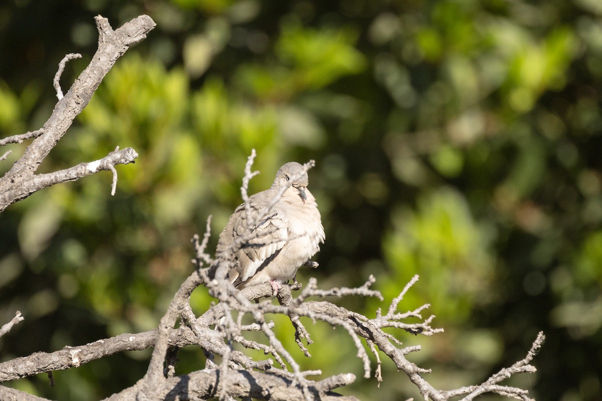 Picui Ground Dove - ML644794148