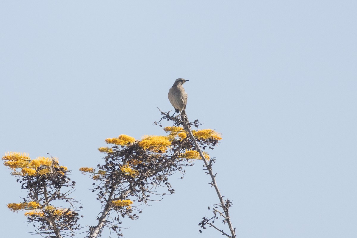 drozdec chilský - ML644794151