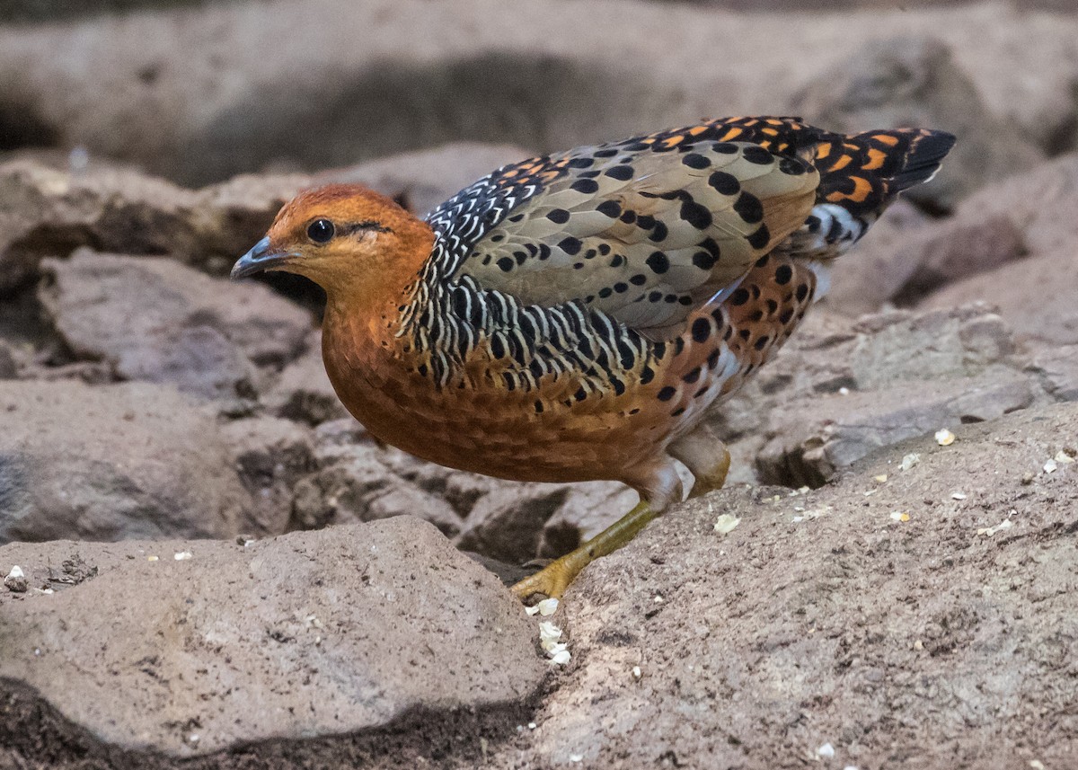 Kırmızı Başlı Kara Keklik - ML644794176