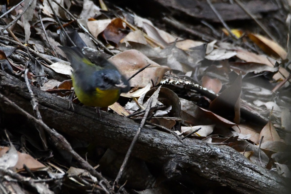 gulbrystflueskvett - ML644794177