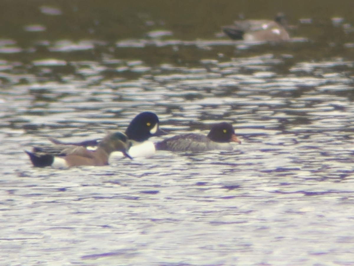 Barrow's Goldeneye - ML644794185