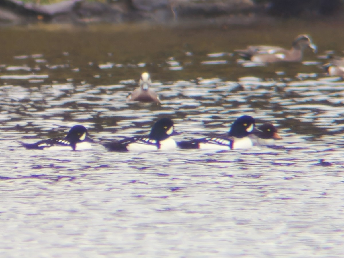 Barrow's Goldeneye - ML644794186