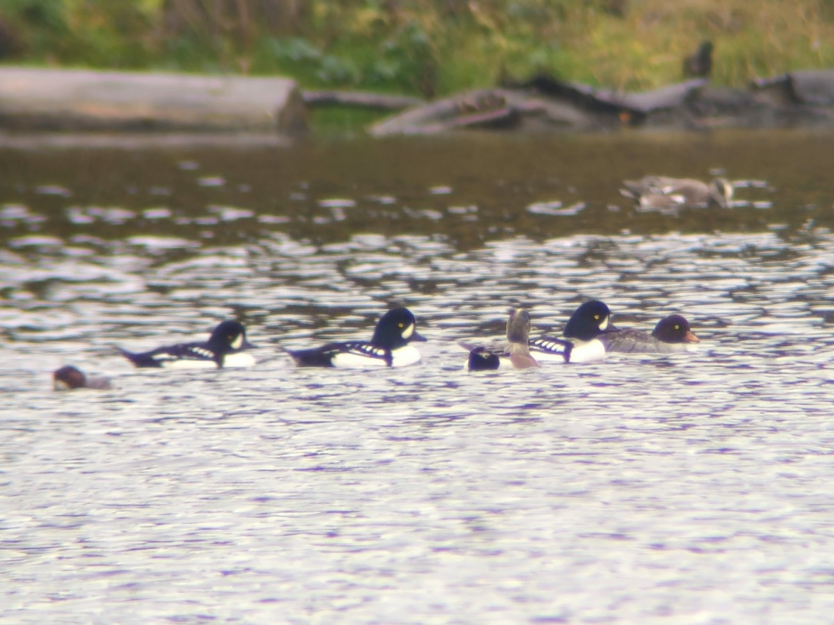 Barrow's Goldeneye - ML644794187