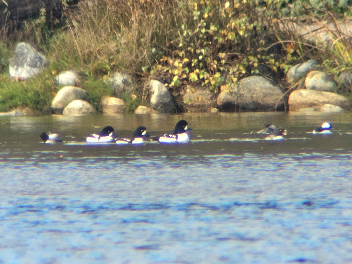 Barrow's Goldeneye - ML644794188