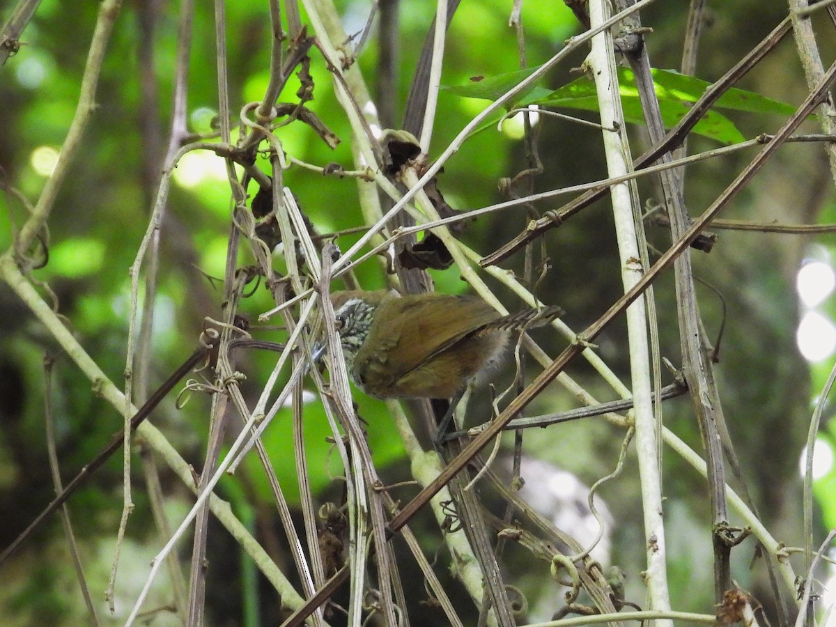 Spot-breasted Wren - ML644794189