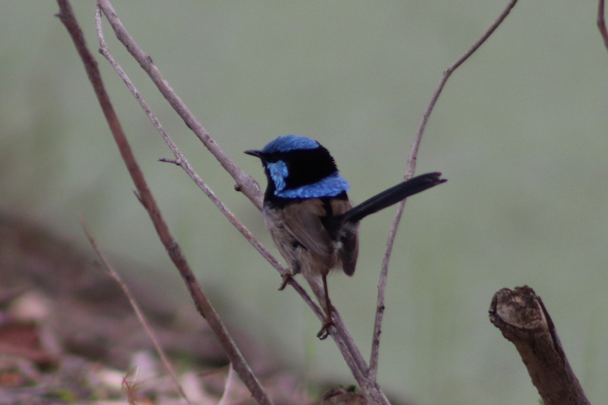 Superb Fairywren - ML644794192