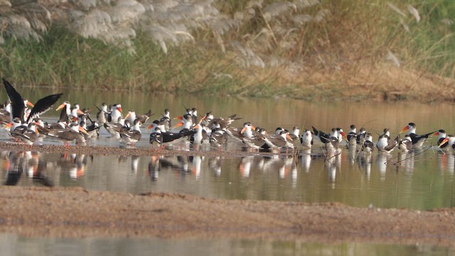 Indian Skimmer - ML644794198