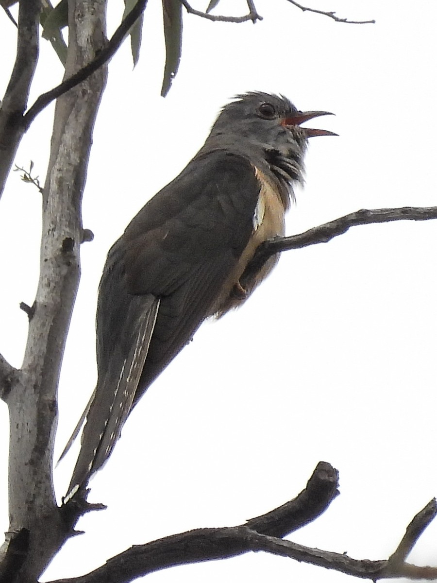 Sahul Brush Cuckoo - ML644794215