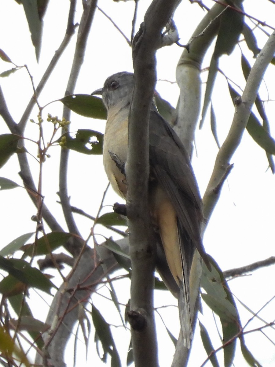 Sahul Brush Cuckoo - ML644794216