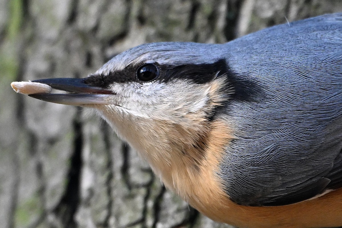 סיטה אירופית - ML644794219
