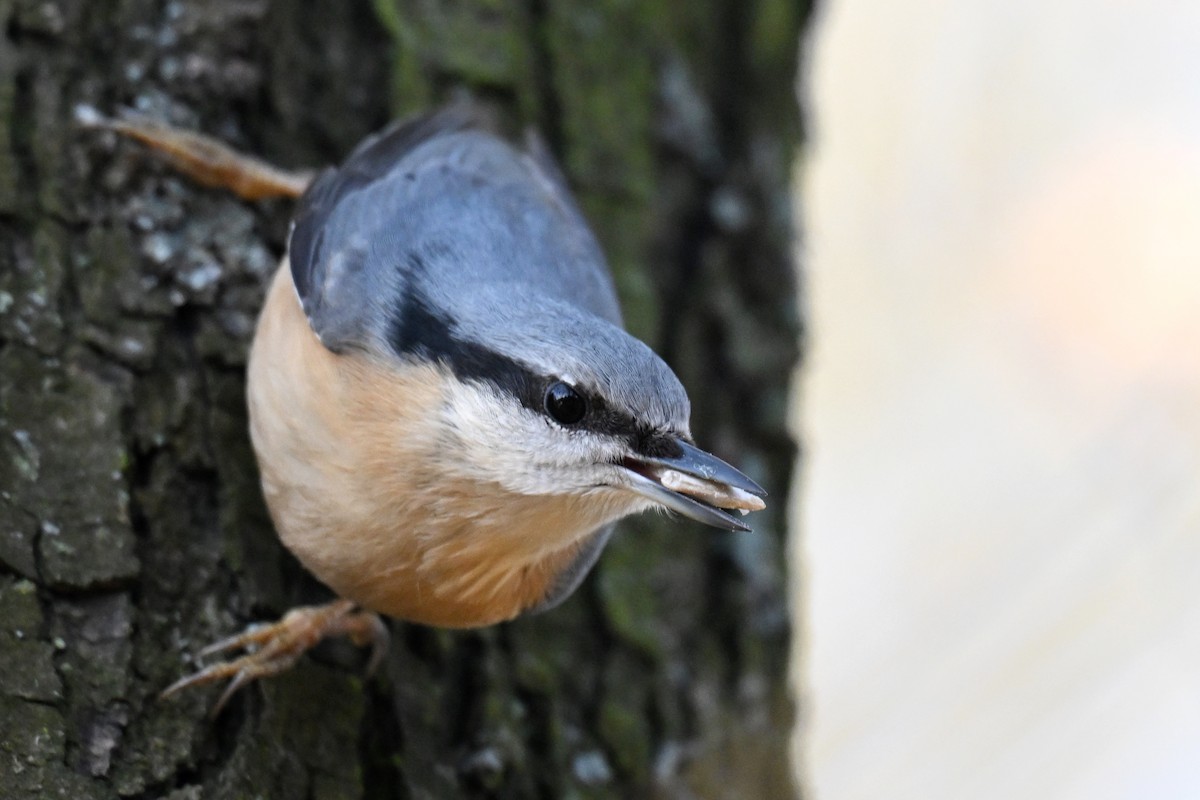 סיטה אירופית - ML644794220