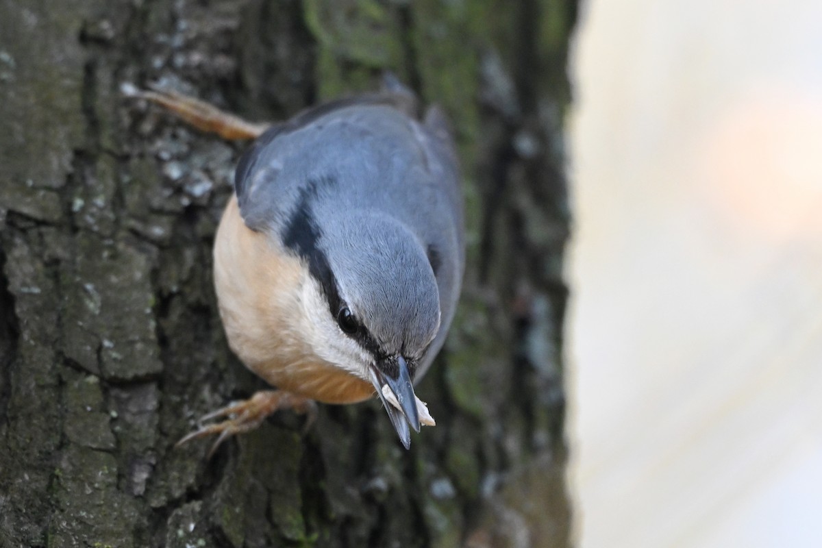 סיטה אירופית - ML644794221