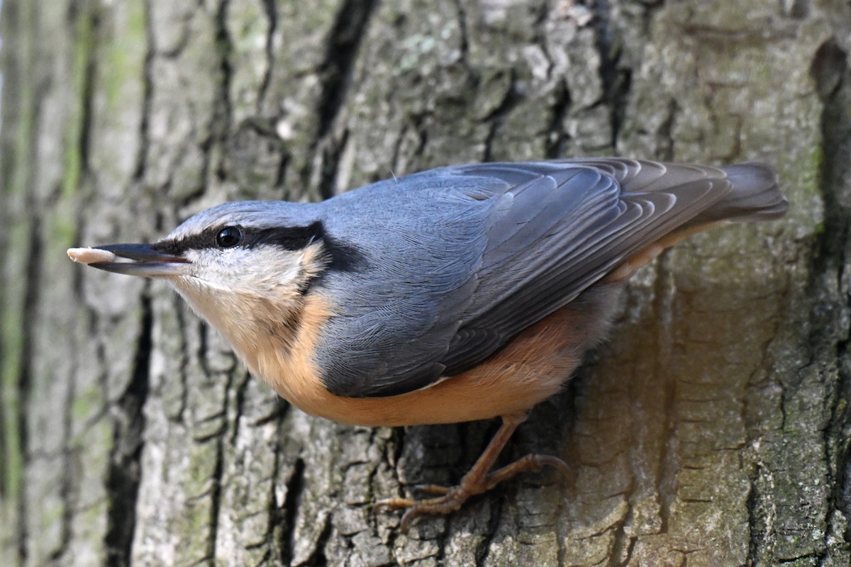 סיטה אירופית - ML644794222