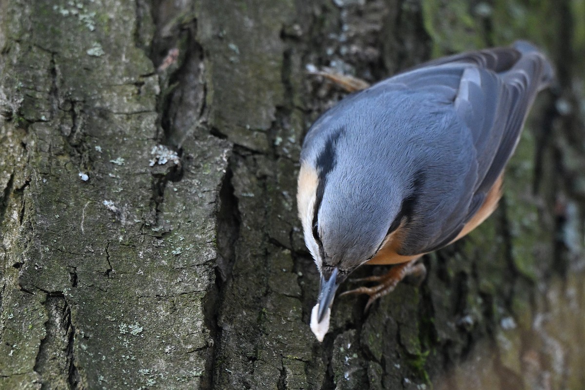 סיטה אירופית - ML644794223