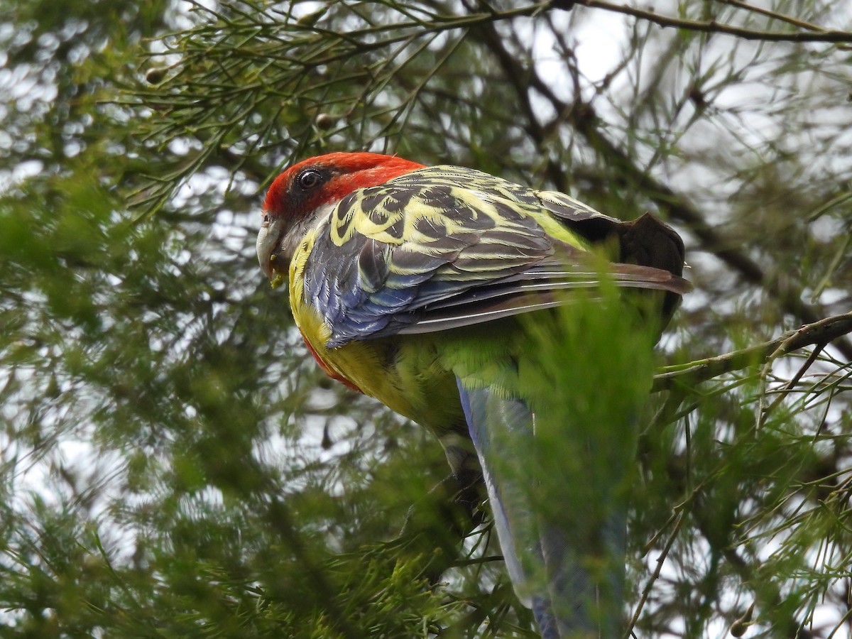 Eastern Rosella - ML644794226