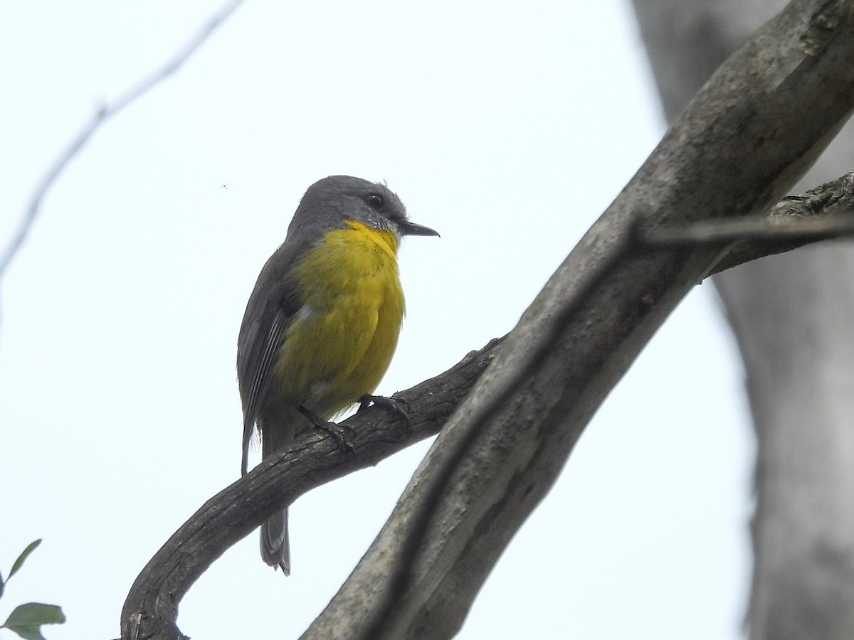Eastern Yellow Robin - ML644794233