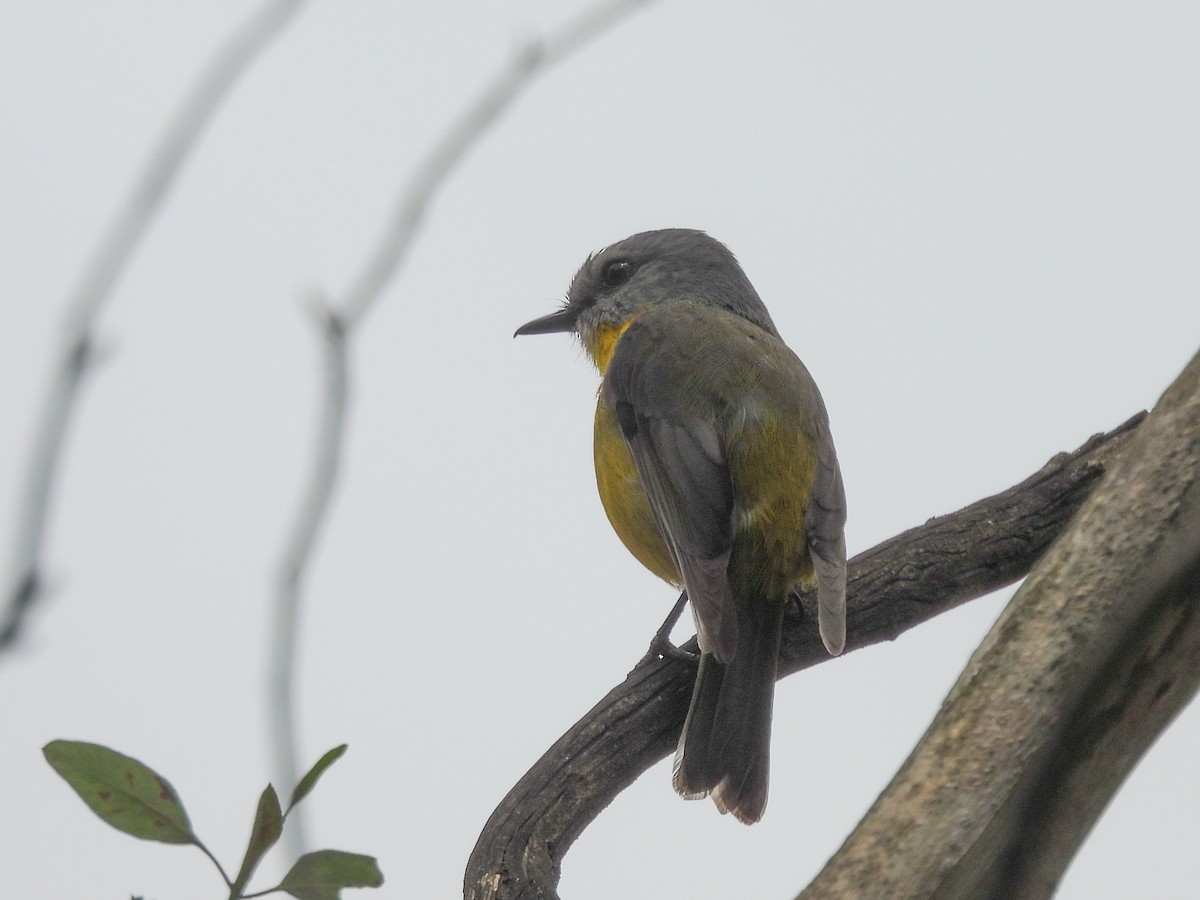 Eastern Yellow Robin - ML644794234