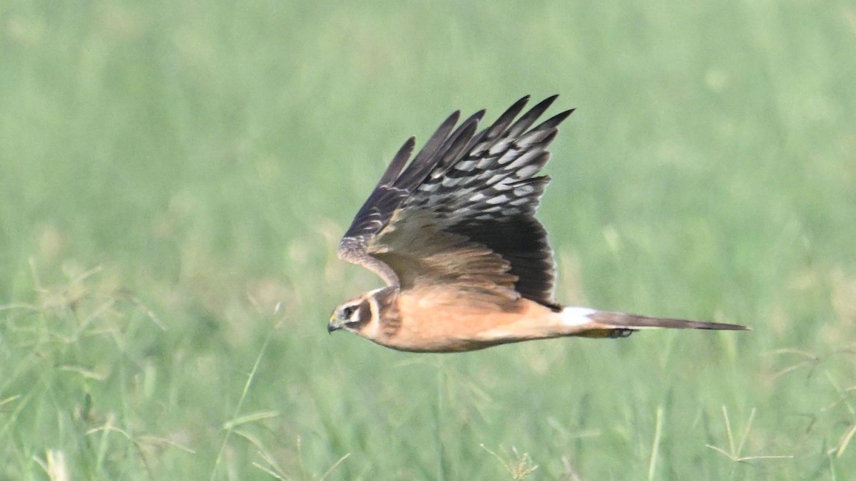 Pallid Harrier - ML644794235