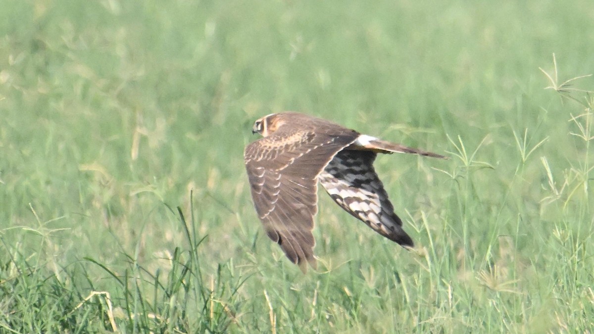 Pallid Harrier - ML644794236