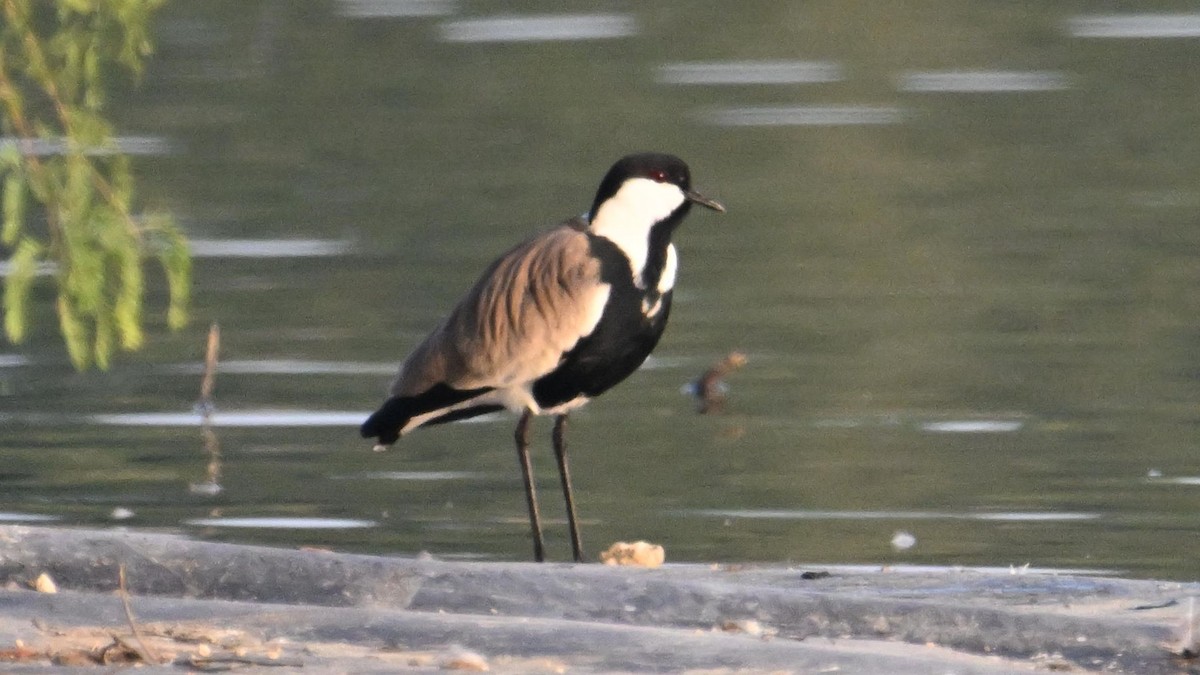 Vanneau à éperons - ML644794240