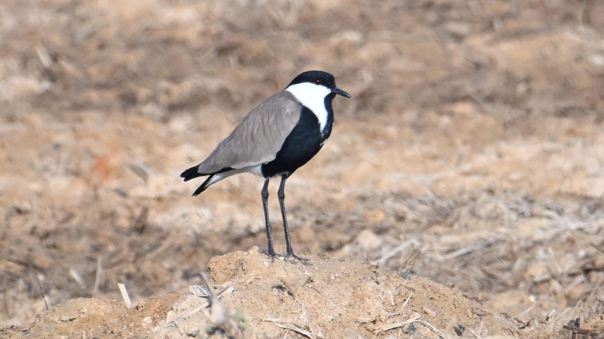 Vanneau à éperons - ML644794241