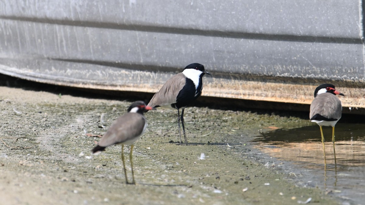 Vanneau à éperons - ML644794242