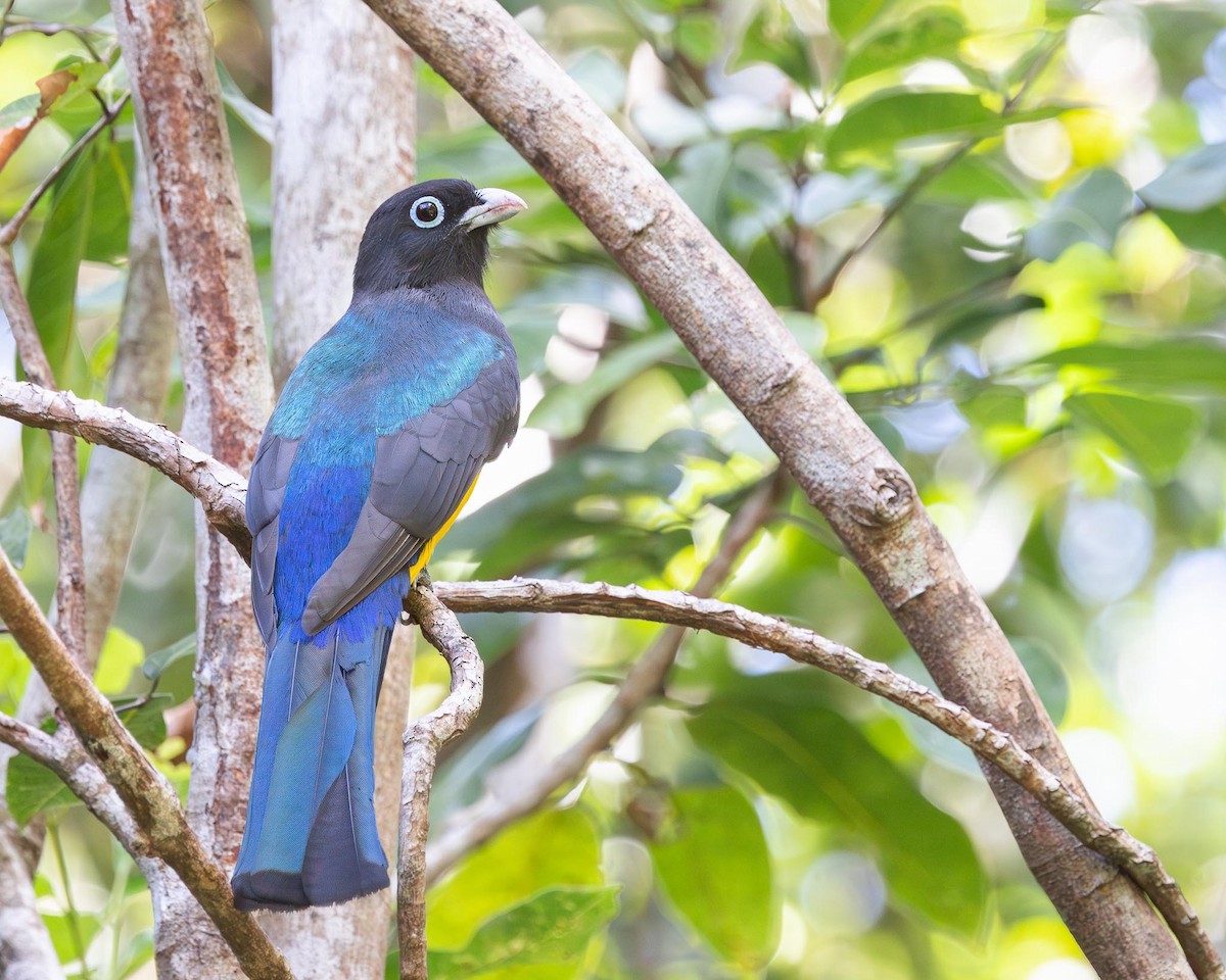 Black-headed Trogon - ML644794243