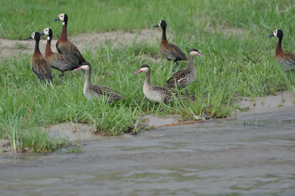 Ahate mokogorria - ML644794248