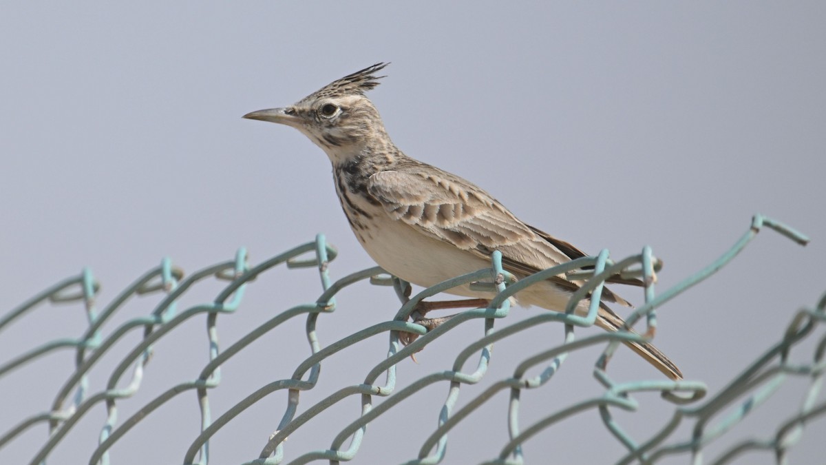 Crested Lark (Crested) - ML644794250