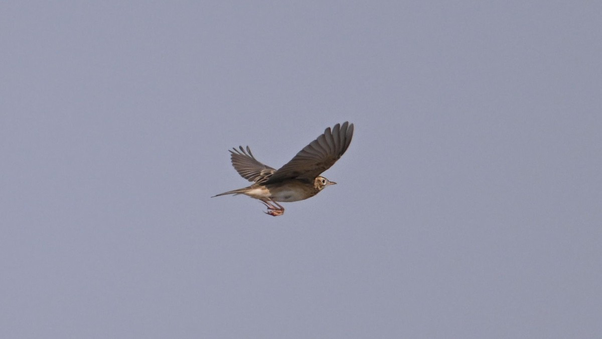 Richard's Pipit - ML644794254