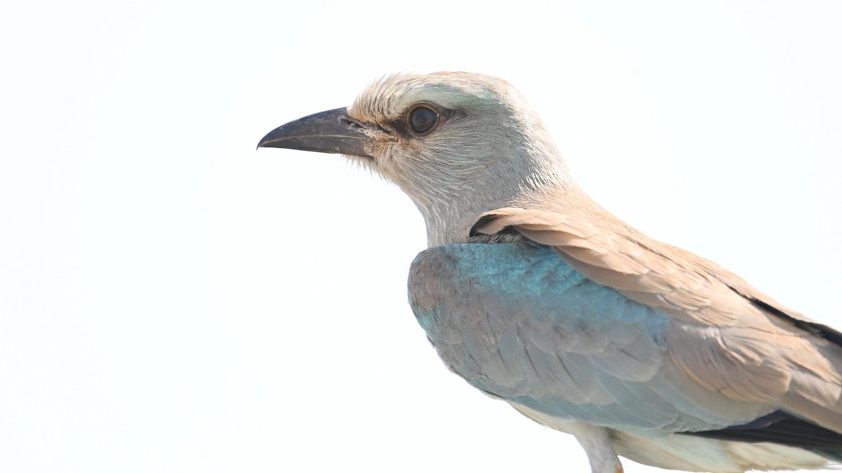 European Roller - ML644794270