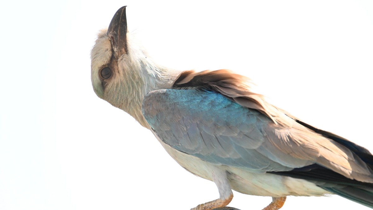 European Roller - ML644794271