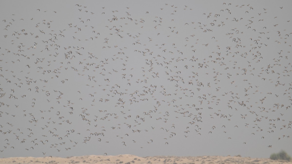 Pin-tailed Sandgrouse - ML644794275