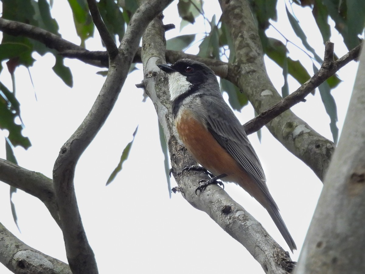 Rufous Whistler - ML644794276