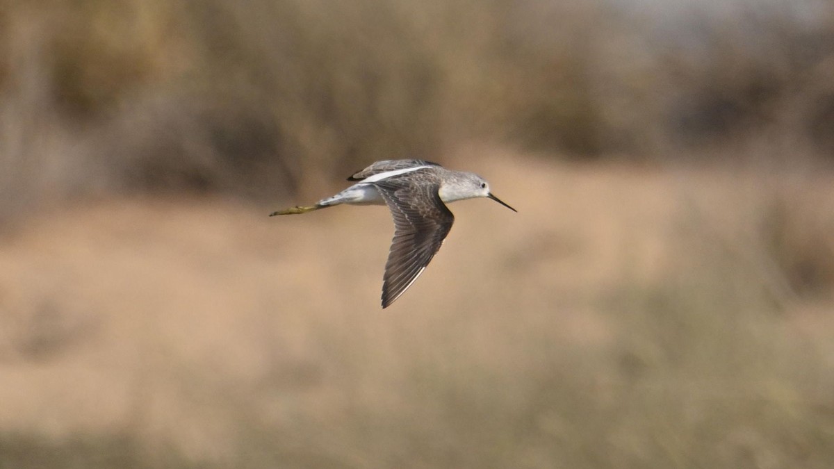 Marsh Sandpiper - ML644794279
