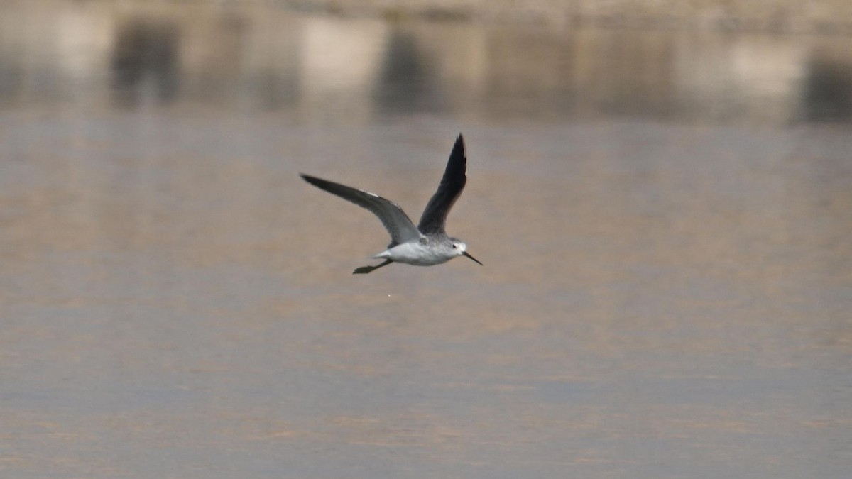 Marsh Sandpiper - ML644794280