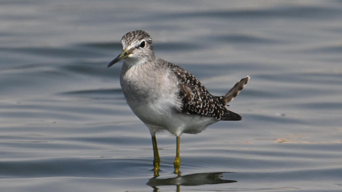 vodouš bahenní - ML644794281