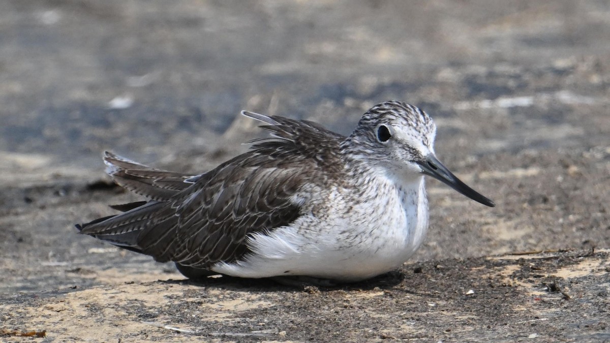 Common Greenshank - ML644794282