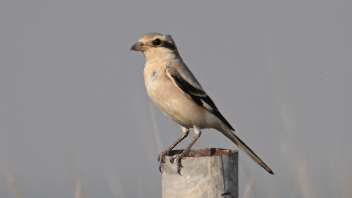 Great Gray Shrike (Steppe) - ML644794283