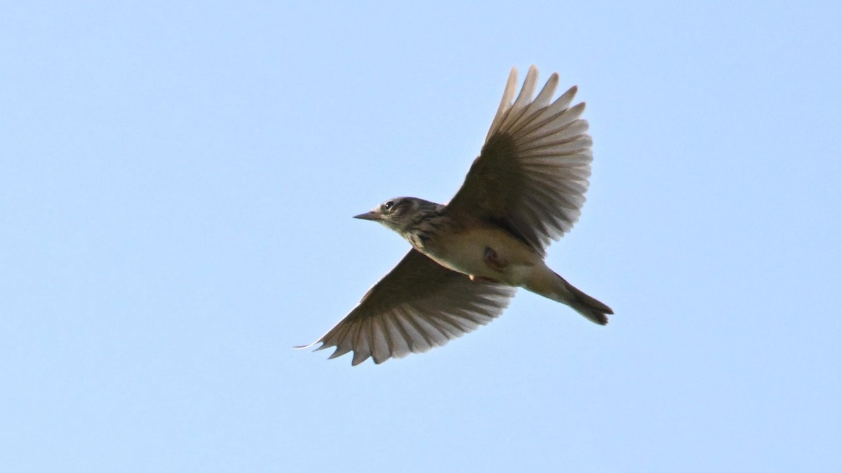 Oriental Skylark - ML644794287