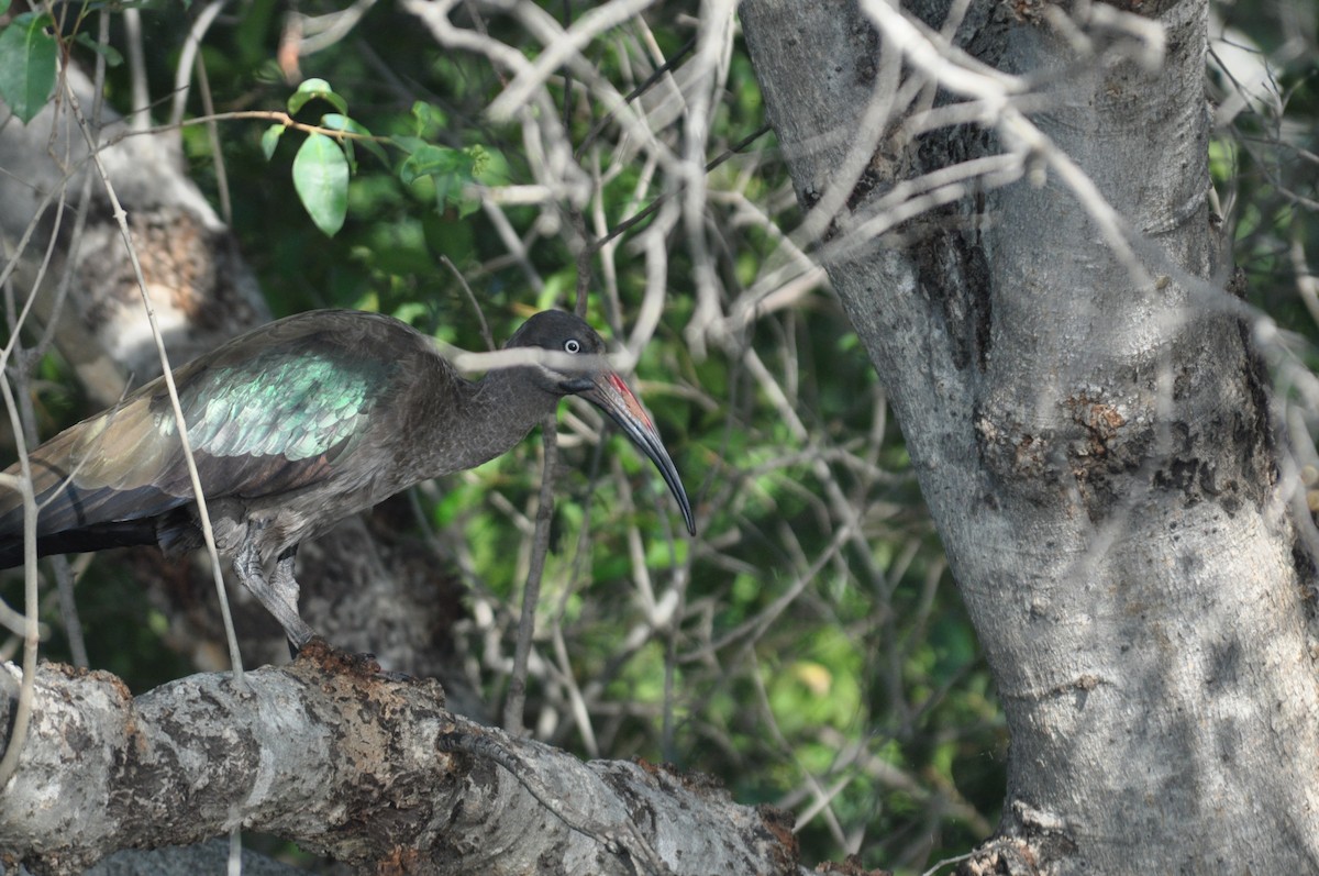 Хагедаш - ML644794289