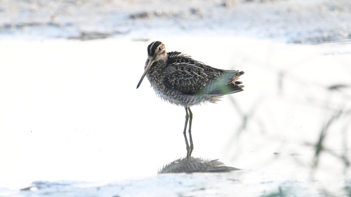 Common Snipe - ML644794291