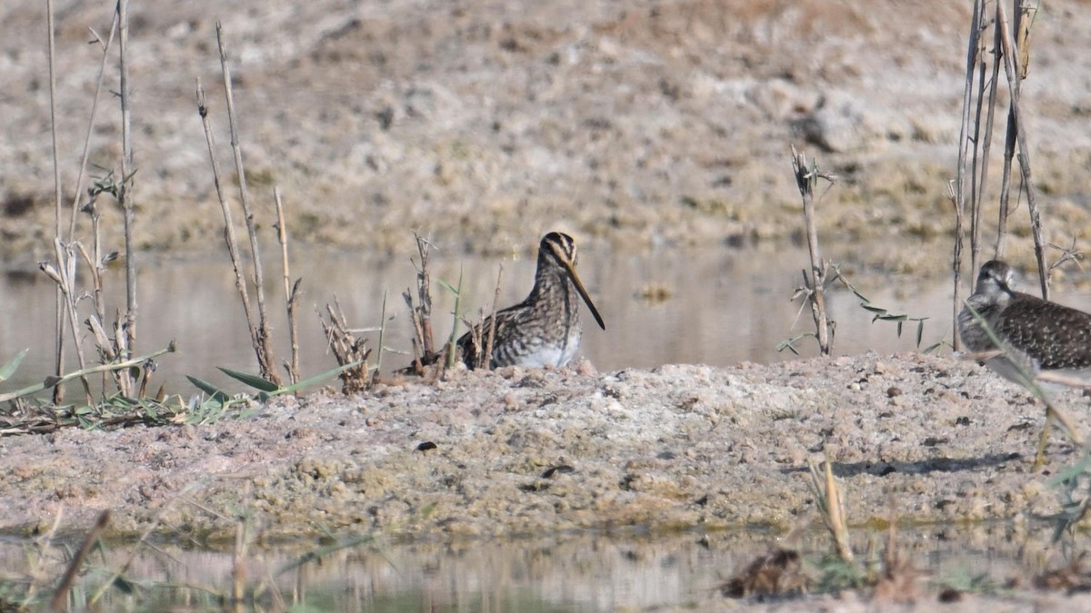 Common Snipe - ML644794292