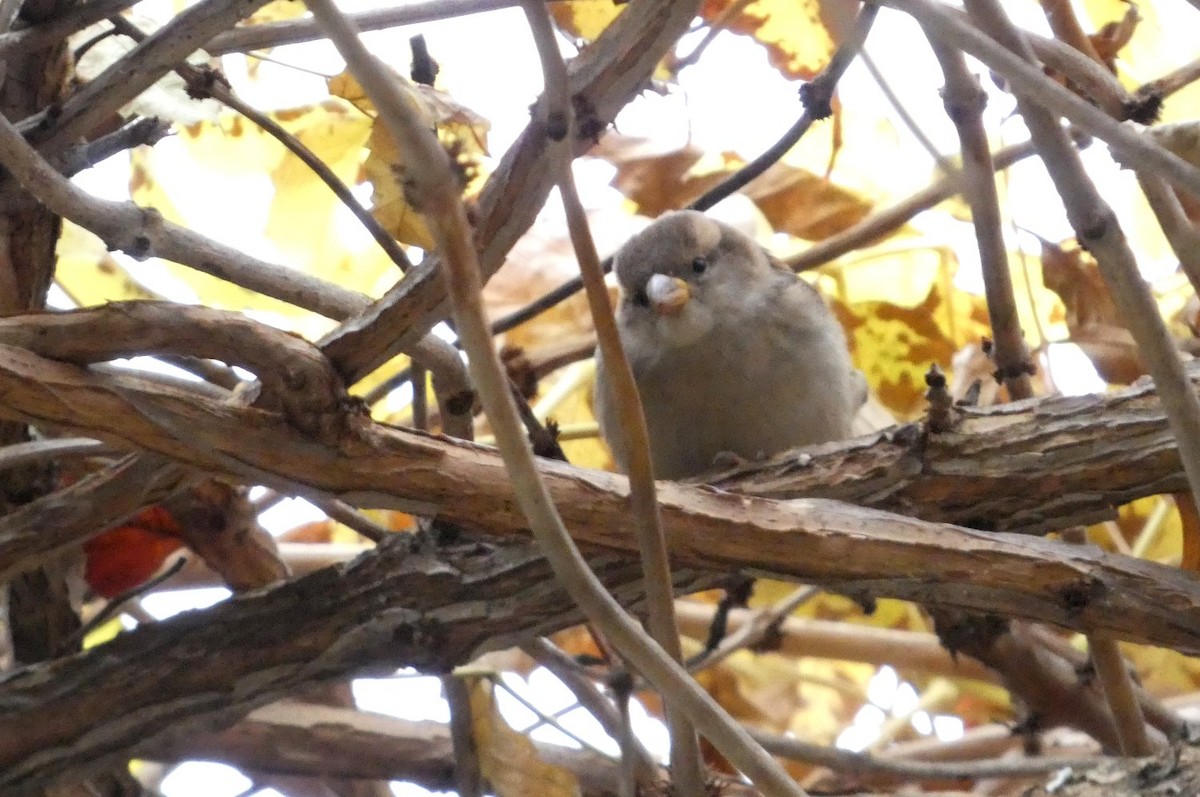 家麻雀 - ML644794293