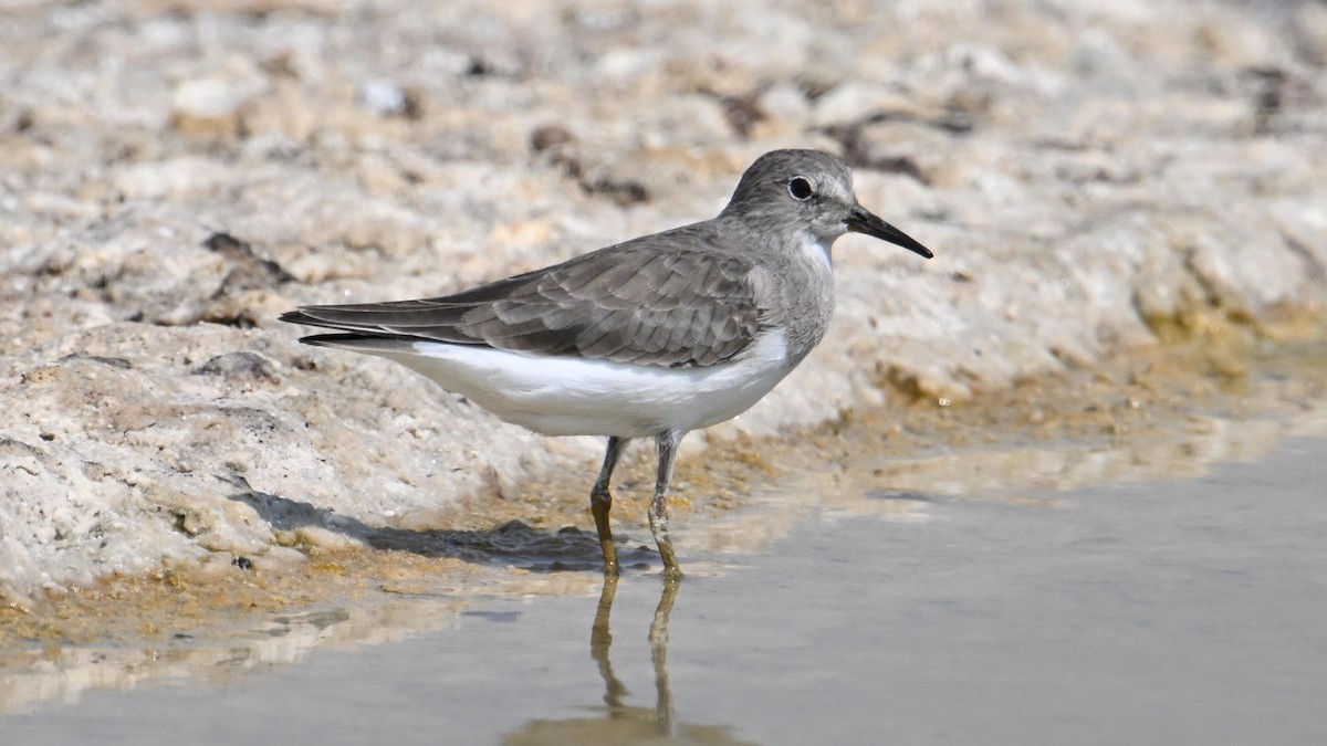 Temminck's Stint - ML644794295
