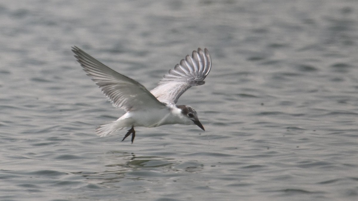 Whiskered Tern - ML644794300