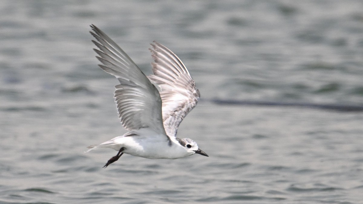 Whiskered Tern - ML644794301