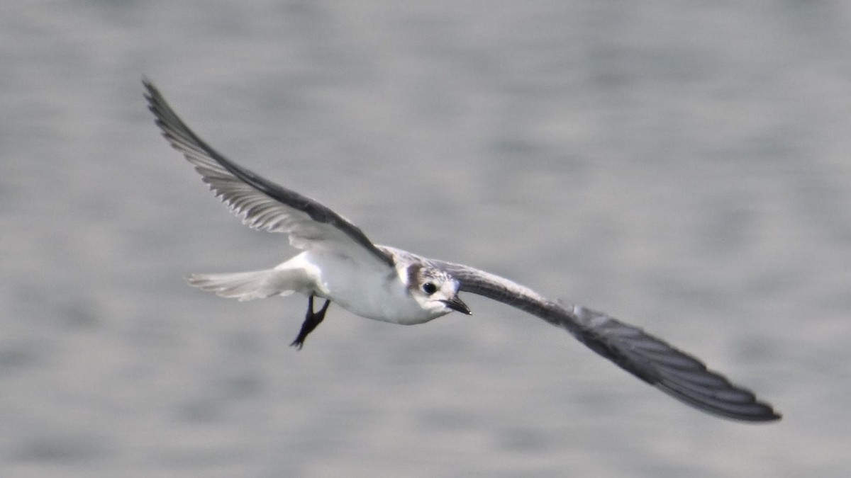 Whiskered Tern - ML644794302