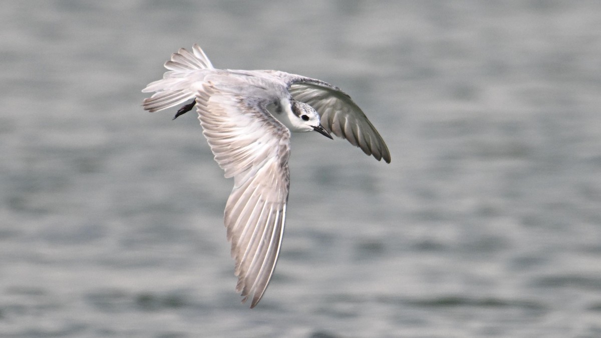 Whiskered Tern - ML644794303